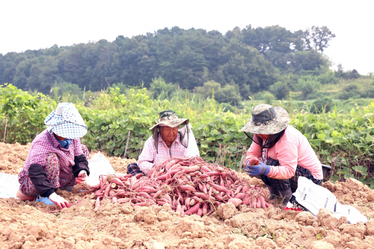 고구마 수확시기 중부지방 캐는 방법